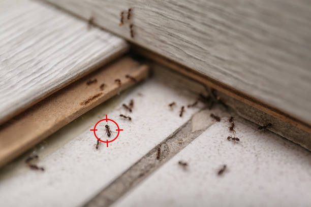 Best Affordable Pest Control Services  in Columbia, MD