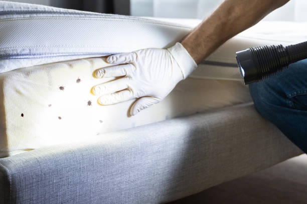 Best Ant Control Services  in Columbia, MD