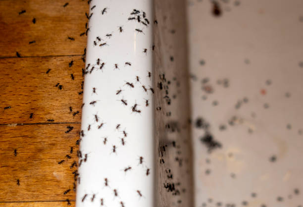 Columbia, MD Pest Control Company